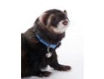 Marshall Pet Products Ferret Bell Collar Blue 1ea 3 8 in Discount