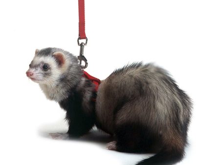 Marshall Pet Products Ferret Harness and Lead Set Red 1ea Online